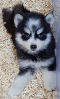 Salem, a male Pomsky for sale in Punta Gorda, FL – 3 of 5