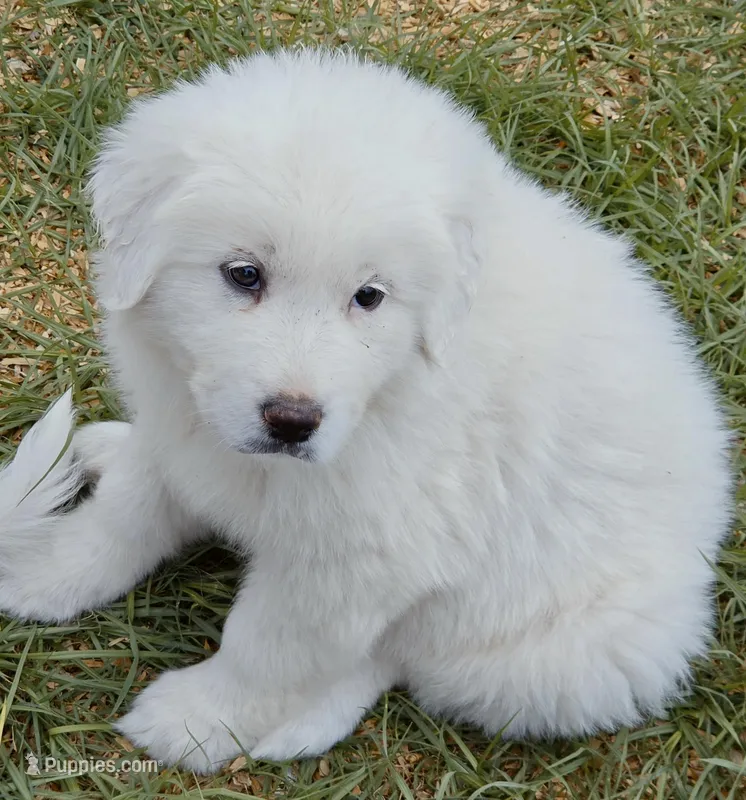 Bella – Great Pyrenees puppy for sale in Punta Gorda, FL