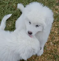 Bella, a female Great Pyrenees for sale in Punta Gorda, FL – Photo 4 of 5