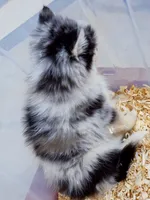 Nova, a female Pomsky for sale in Punta Gorda, FL – 6 of 7
