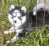Raya, a female Pomsky for sale in Punta Gorda, FL – 2 of 6