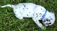 Blue Sky AKC, a male Dalmatian for sale in Punta Gorda, FL – 2 of 6