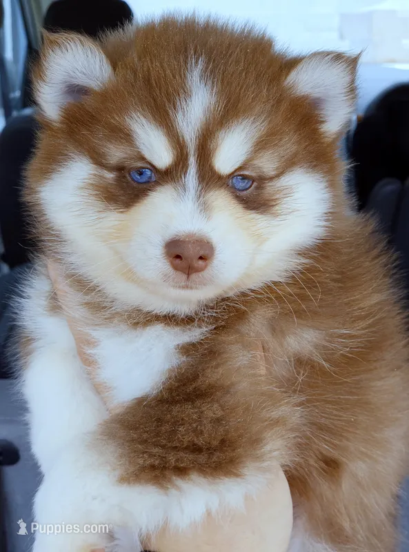 Flame – Pomsky puppy for sale in Punta Gorda, FL
