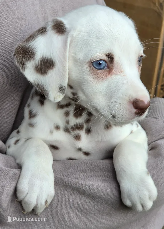 Penny AKC – Dalmatian puppy for sale in Punta Gorda, FL