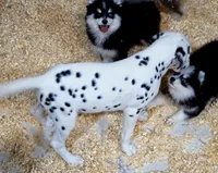 Daisy AKC, a female Dalmatian for sale in Punta Gorda, FL – 5 of 5
