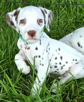 Green Shamrock AKC, a male Dalmatian for sale in Punta Gorda, FL – 8 of 8