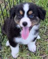 Rocky, a male Miniature Australian Shepherd for sale in Punta Gorda, FL – 5 of 7