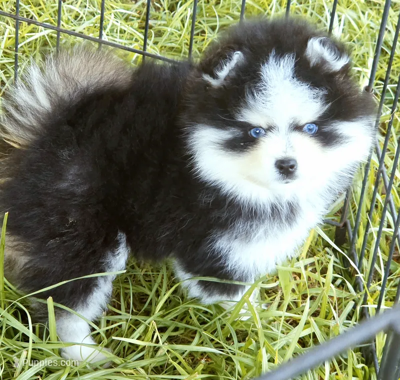 Calypso  – Pomsky puppy for sale in Punta Gorda, FL