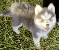 Luna Blue, a female Pomsky for sale in Punta Gorda, FL – 8 of 9