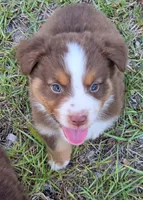 Ronald, a male Miniature Australian Shepherd for sale in Punta Gorda, FL – 9 of 10