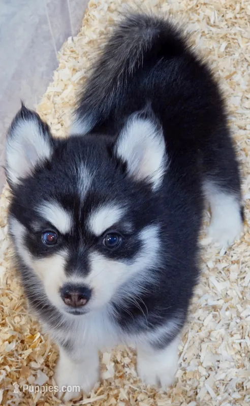 Buddy – Pomsky puppy for sale in Punta Gorda, FL