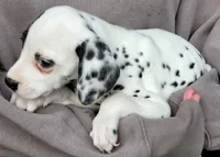 Pirate AKC, a male Dalmatian for sale in Punta Gorda, FL – 2 of 4