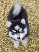 Fred, a male Pomsky for sale in Punta Gorda, FL – 4 of 5