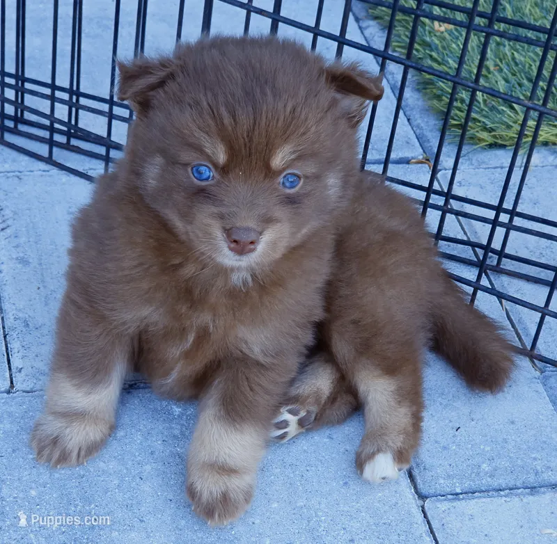 Godiva – Pomsky puppy for sale in Punta Gorda, FL