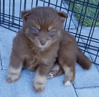 Godiva, a female Pomsky for sale in Punta Gorda, FL – 1 of 5