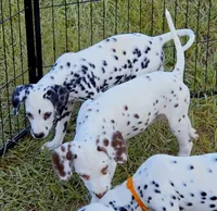 Star AKC, a female Dalmatian for sale in Punta Gorda, FL – 4 of 4