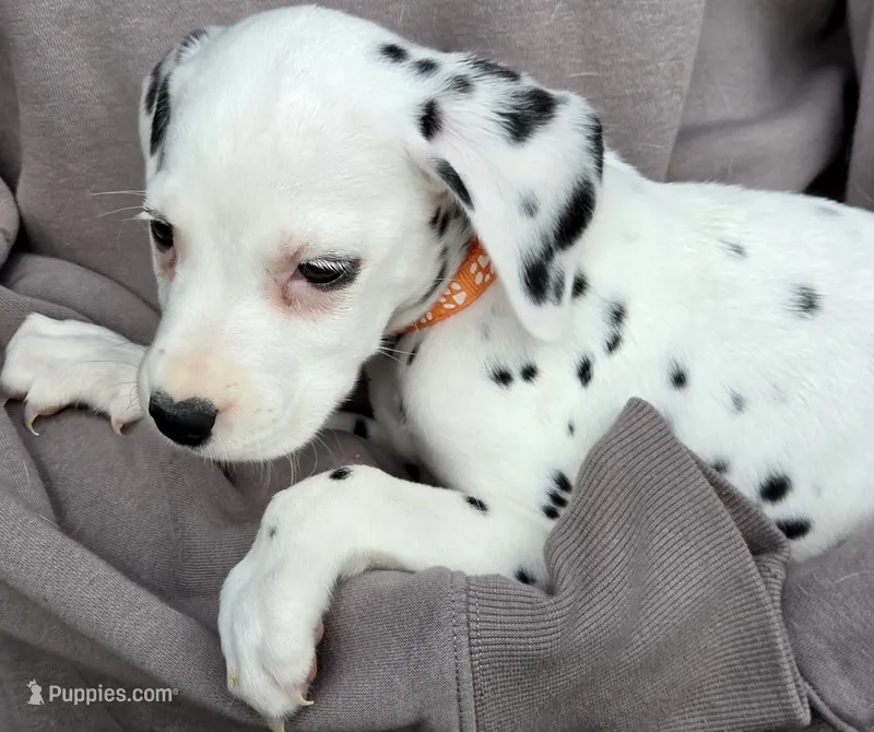 Orange Marigold AKC – Dalmatian puppy for sale in Punta Gorda, FL