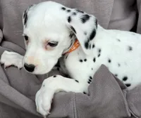 Orange Marigold AKC, a female Dalmatian for sale in Punta Gorda, FL – 1 of 4