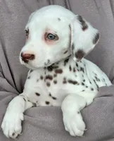 Penny AKC, a female Dalmatian for sale in Punta Gorda, FL – 2 of 5