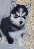 Draven, a male Pomsky for sale in Punta Gorda, FL – 4 of 4