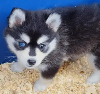 Roxanne, a female Pomsky for sale in Punta Gorda, FL – 6 of 7