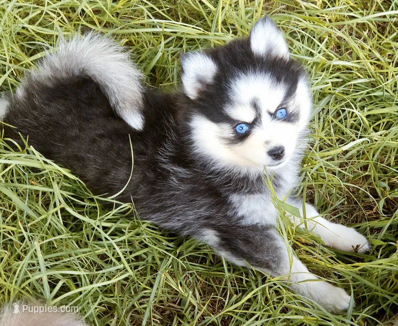 Raya – Pomsky puppy for sale in Punta Gorda, FL