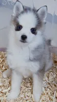 Dash tiny , a male Pomsky for sale in Punta Gorda, FL – 2 of 6