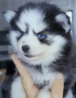 Raya, a female Pomsky for sale in Punta Gorda, FL – 3 of 3