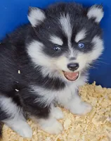 Ryder, a male Pomsky for sale in Punta Gorda, FL – 8 of 9