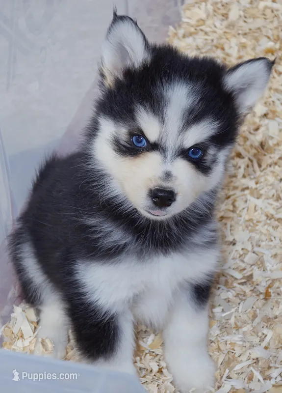 Draven – Pomsky puppy for sale in Punta Gorda, FL