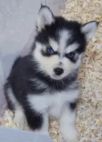 Draven, a male Pomsky for sale in Punta Gorda, FL – 1 of 4