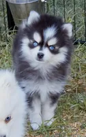 Kloey tiny toy , a female Pomsky for sale in Punta Gorda, FL – Photo 4 of 6