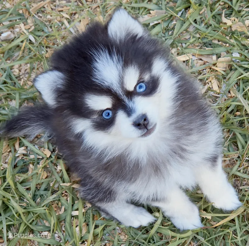 Kloey tiny toy  – Pomsky puppy for sale in Punta Gorda, FL