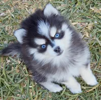 Kloey tiny toy , a female Pomsky for sale in Punta Gorda, FL – Photo 1 of 6