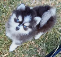 Kloey tiny toy , a female Pomsky for sale in Punta Gorda, FL – Photo 3 of 6