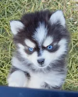 Kloey tiny toy , a female Pomsky for sale in Punta Gorda, FL – Photo 2 of 6