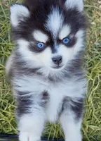 Kloey tiny toy , a female Pomsky for sale in Punta Gorda, FL – Photo 5 of 6