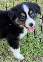 Rocky, a male Miniature Australian Shepherd for sale in Punta Gorda, FL – 4 of 7