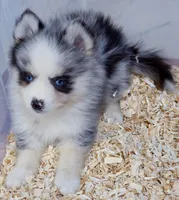 Meeko, a male Pomsky for sale in Punta Gorda, FL – 5 of 10