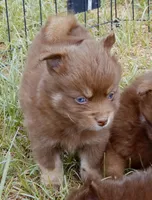 Godiva, a female Pomsky for sale in Punta Gorda, FL – 2 of 5