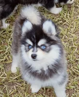 Grey Fox tiny , a female Pomsky for sale in Punta Gorda, FL – 3 of 6