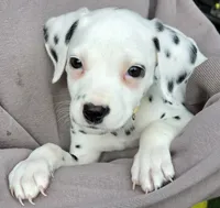Yellow Sunflower AKC, a female Dalmatian for sale in Punta Gorda, FL – 4 of 5