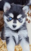 Roxanne, a female Pomsky for sale in Punta Gorda, FL – 5 of 7