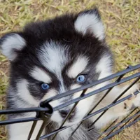 Danny, a male Pomsky for sale in Punta Gorda, FL – 4 of 4