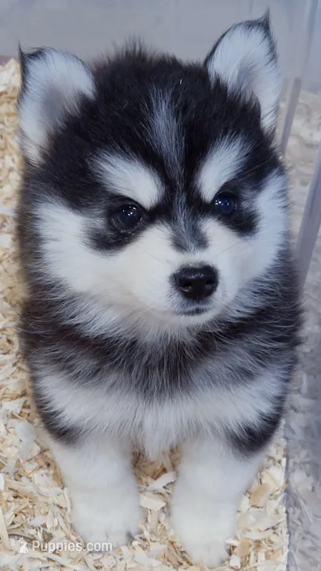 Raven – Pomsky puppy for sale in Punta Gorda, FL