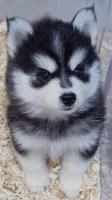 Raven, a female Pomsky for sale in Punta Gorda, FL – 1 of 4