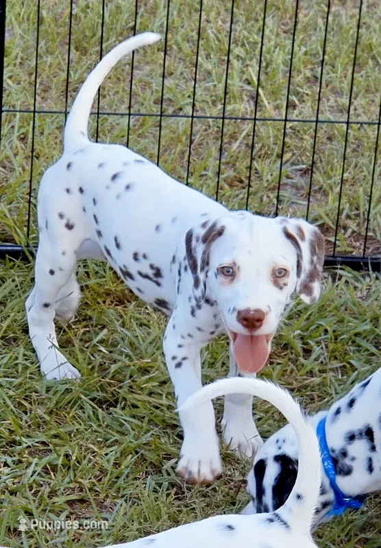 Green Shamrock ( Liver)  AKC – Dalmatian puppy for sale in Punta Gorda, FL
