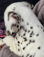 Penny AKC, a female Dalmatian for sale in Punta Gorda, FL – 5 of 5