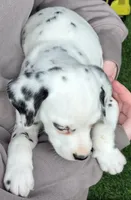 Blue Sky AKC, a male Dalmatian for sale in Punta Gorda, FL – 4 of 6