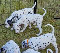 Green Shamrock ( Liver)  AKC, a male Dalmatian for sale in Punta Gorda, FL – 3 of 4